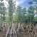 美丽异木棉3-40分，基地直销，一手货源，大量低价出售