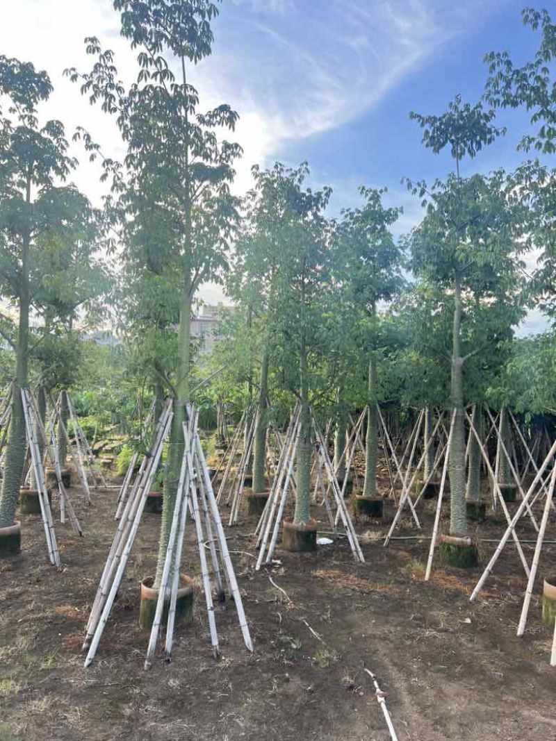 美丽异木棉3-40分，基地直销，一手货源，大量低价出售