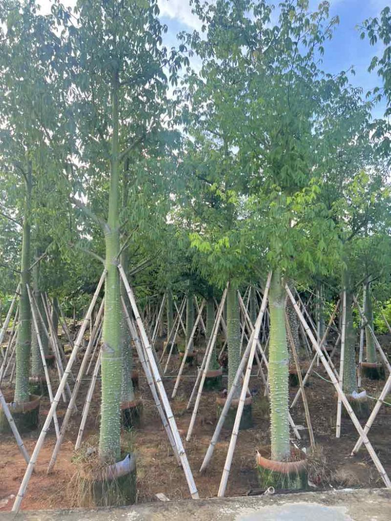 美丽异木棉3-40分，基地直销，一手货源，大量低价出售