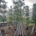 美丽异木棉3-40分，基地直销，一手货源，大量低价出售