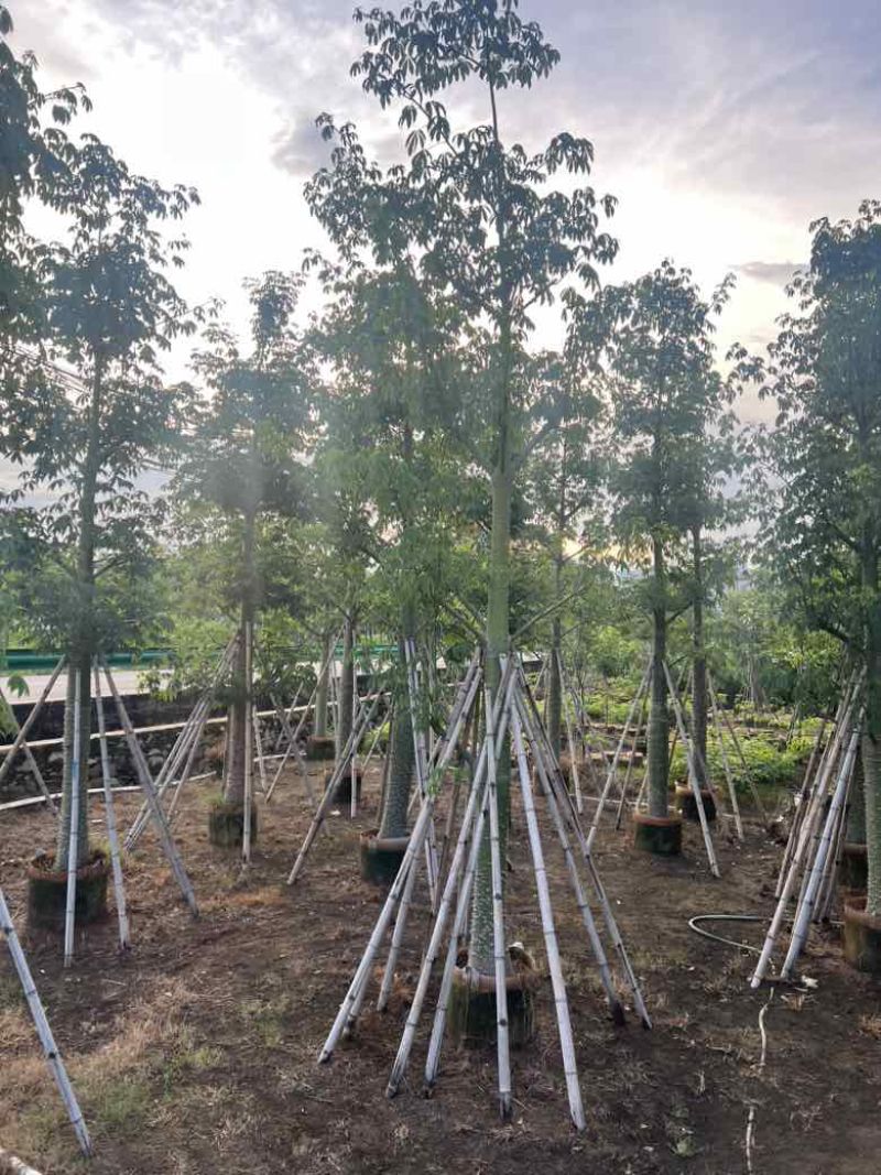 美丽异木棉3-40分，基地直销，一手货源，大量低价出售
