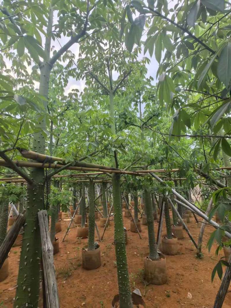 美丽异木棉3-40分，基地直销，一手货源，大量低价出售
