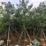美丽异木棉3-40分，基地直销，一手货源，大量低价出售