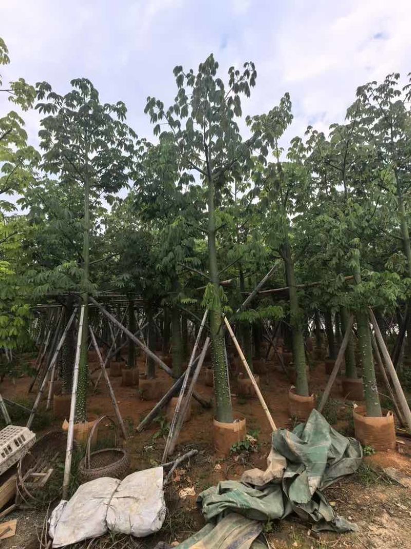 美丽异木棉3-40分，基地直销，一手货源，大量低价出售