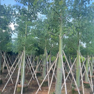 美丽异木棉3-40分，基地直销，一手货源，大量低价出售