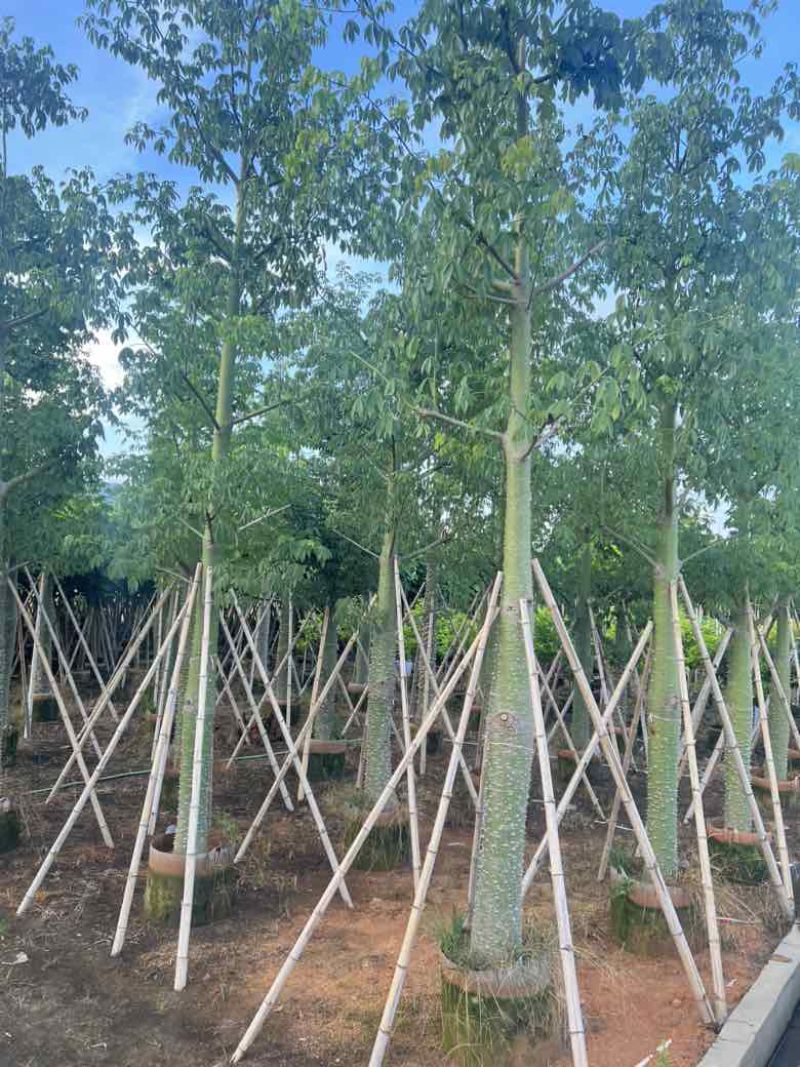 美丽异木棉3-40分，基地直销，一手货源，大量低价出售