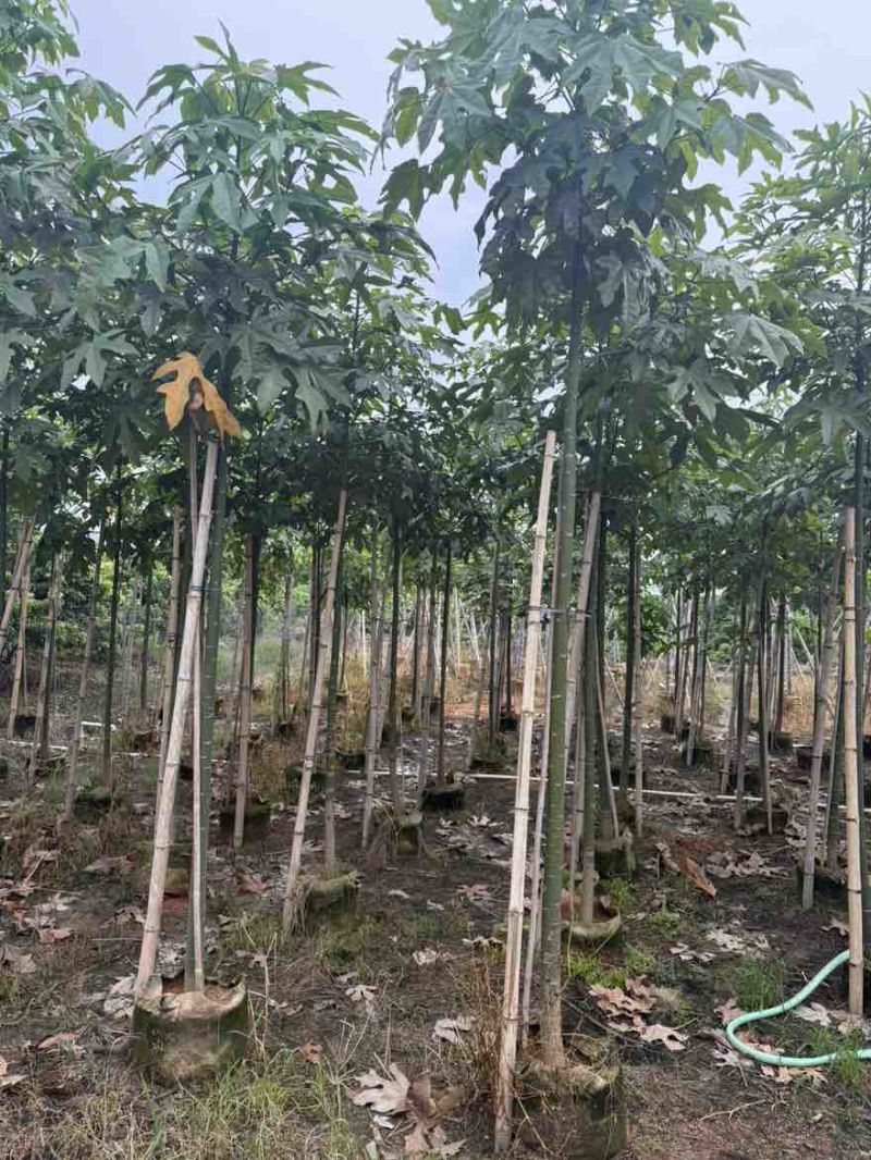 枇杷树1-15分，基地直销，一手货源，大量低价出售