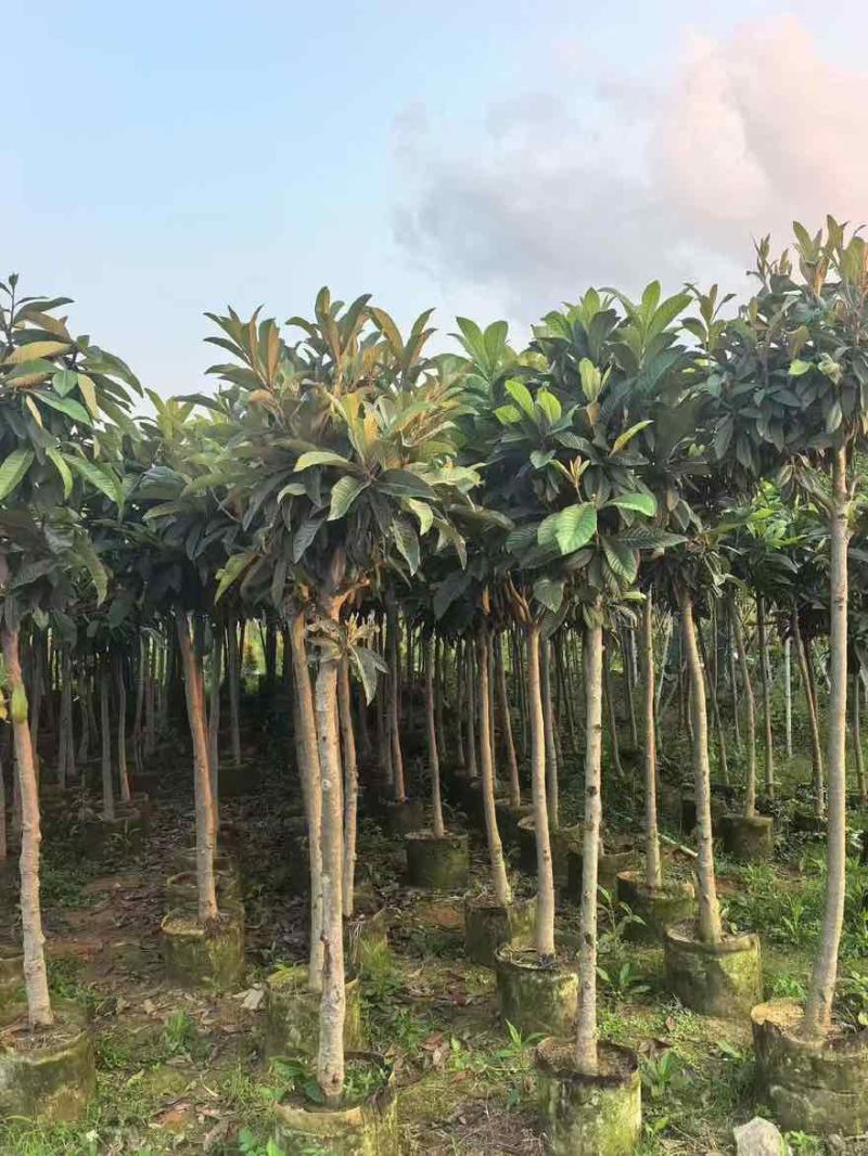 枇杷树1-15分，基地直销，一手货源，大量低价出售