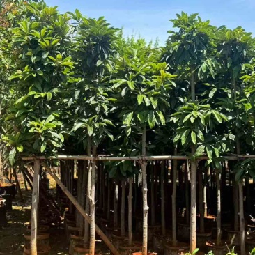 枇杷树1-15分，基地直销，一手货源，大量低价出售