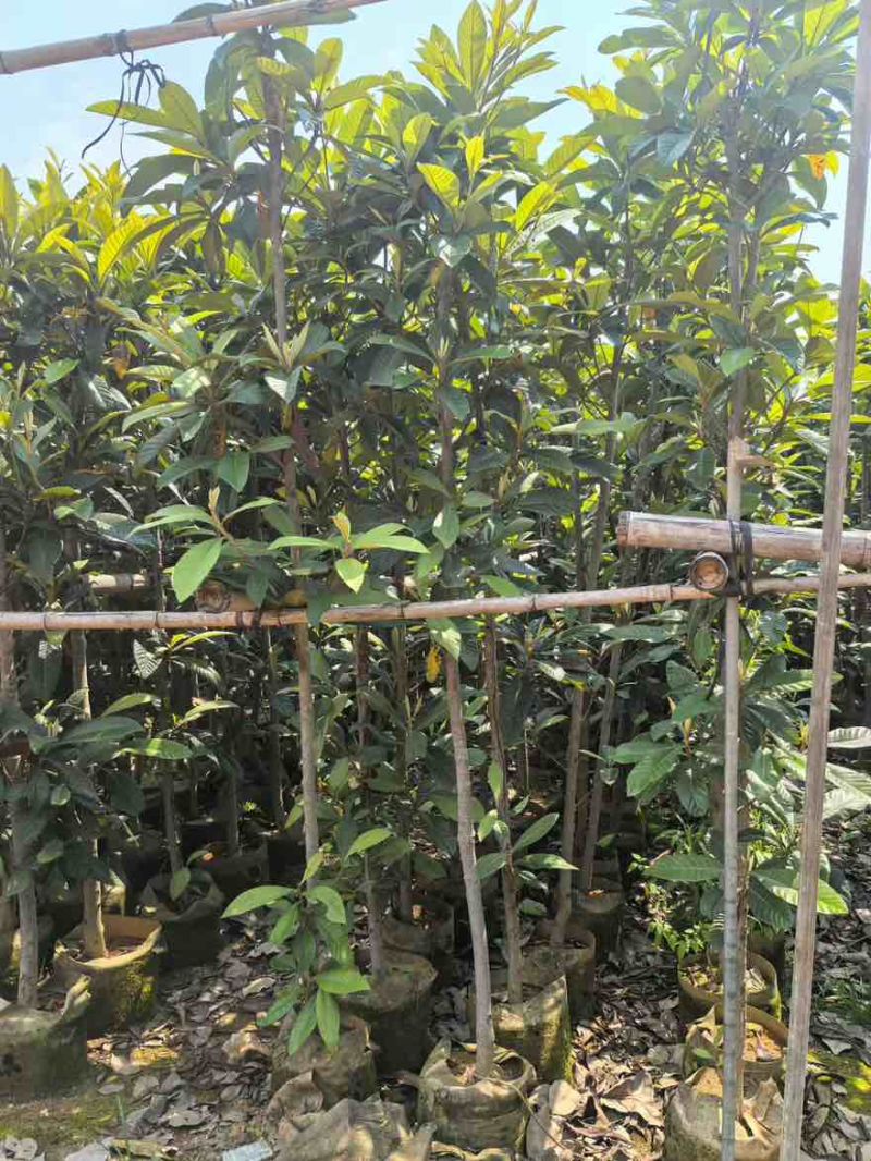 枇杷树1-15分，一手货源，基地直销，各种规格，大量低价出售