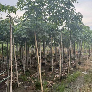 枇杷树1-15分，一手货源，基地直销，各种规格，大量低价出售
