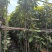 枇杷树1-15分，一手货源，基地直销，各种规格，大量低价出售