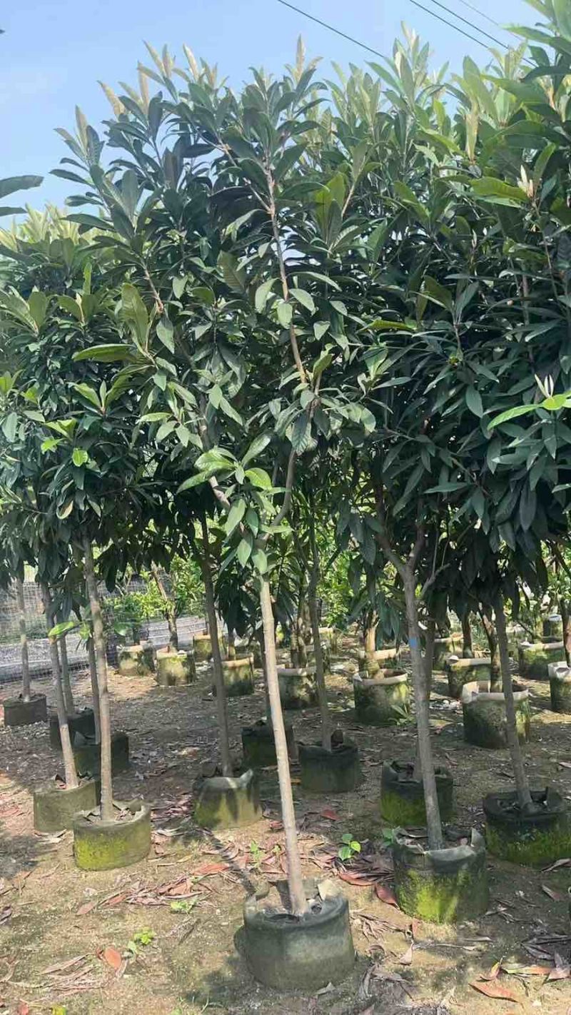 枇杷树1-15分，一手货源，基地直销，各种规格，大量低价出售