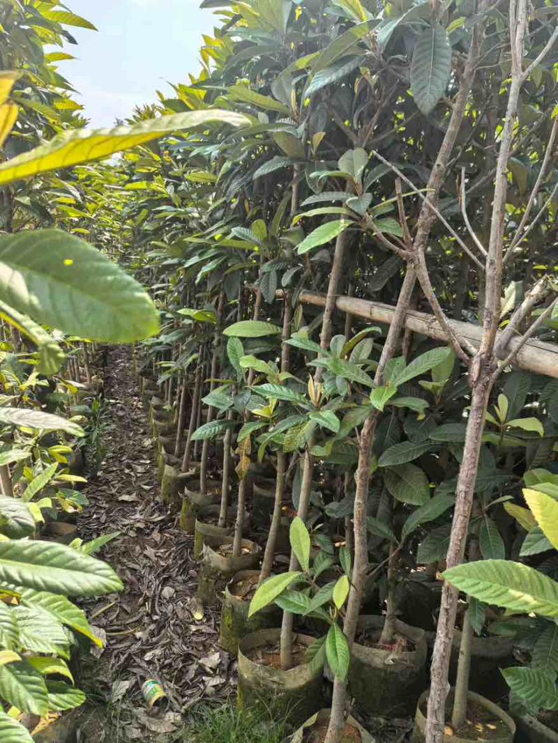 枇杷树1-15分，一手货源，基地直销，各种规格，大量低价出售