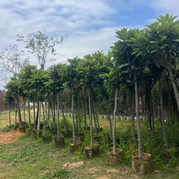 枇杷树2-15分，基地直销，一手货源，大量低价出售，欢迎选购