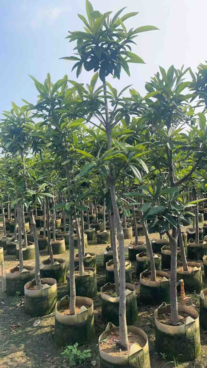 枇杷树2-15分，基地直销，一手货源，大量低价出售，欢迎选购