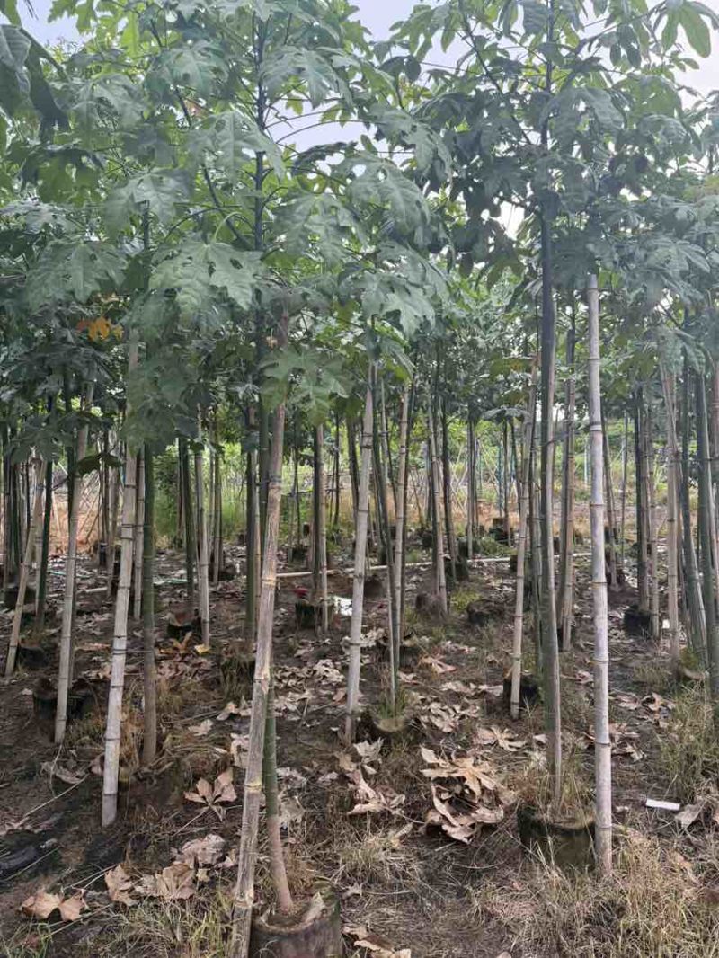 枇杷树2-15分，基地直销，一手货源，大量低价出售，欢迎选购