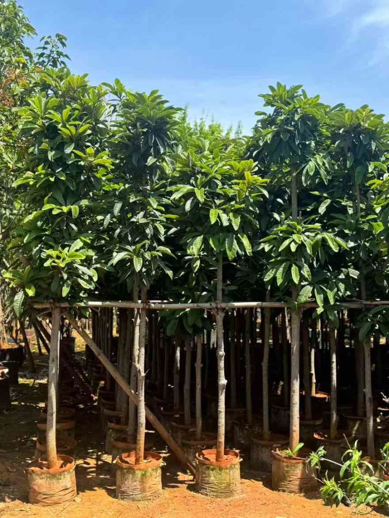 枇杷树1-15分，基地直销，一手货源，大量低价出售