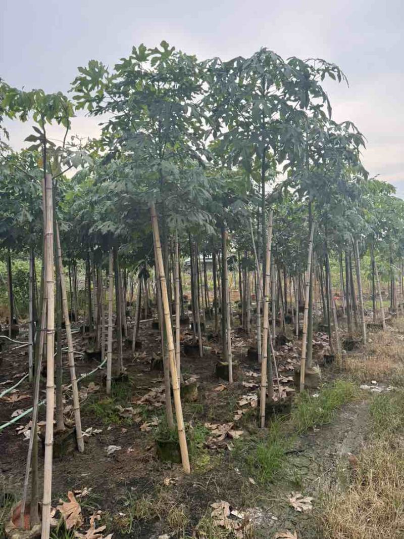 枇杷树1-15分，基地直销，一手货源，大量低价出售
