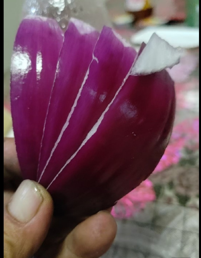 河南洛阳市汝阳县红皮洋葱，有意现场看货自家种植百顿库存