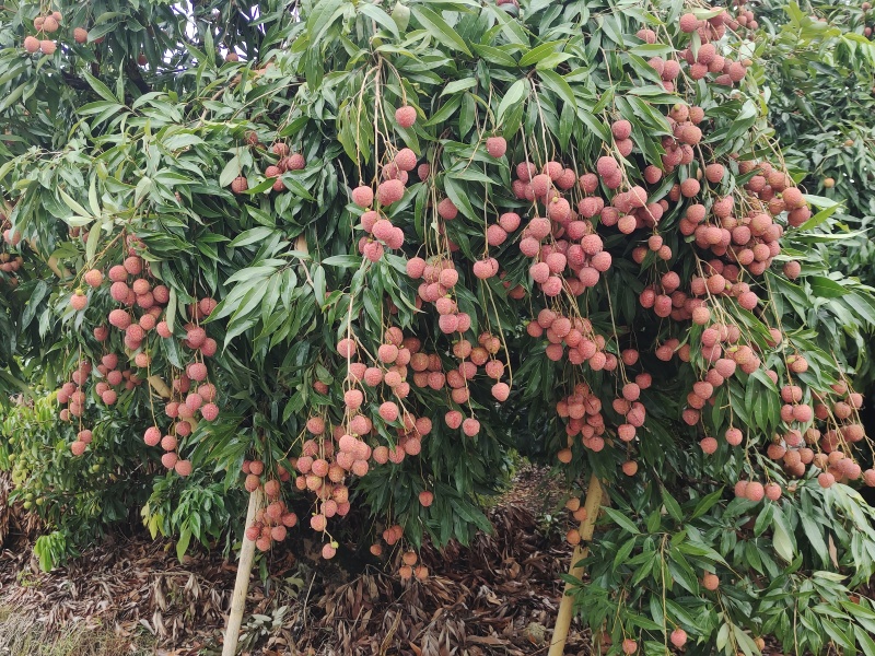 黑叶荔枝、仙进奉、桂味等熟了电联