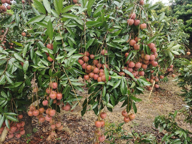 黑叶荔枝、仙进奉、桂味等熟了电联