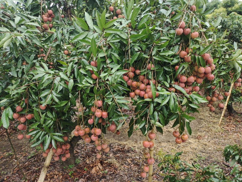 黑叶荔枝、仙进奉、桂味等熟了电联