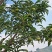 贵州蜂糖李