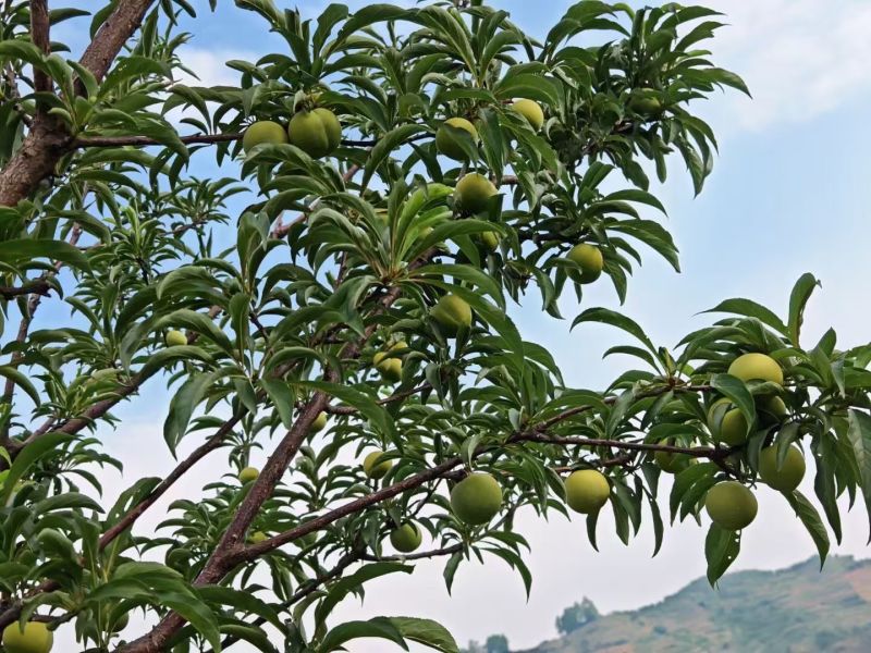 贵州蜂糖李