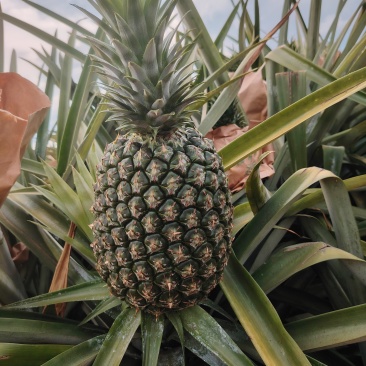 西瓜凤梨大果中果