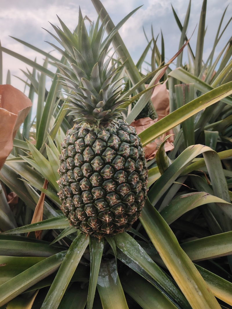 西瓜凤梨大果中果