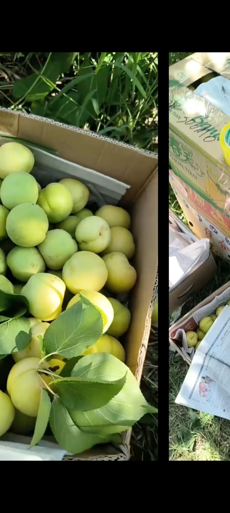 香白杏