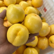 蒙阴蜜桃