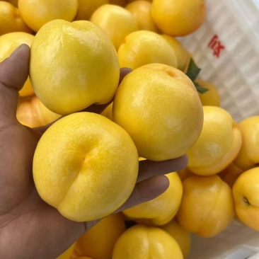 蒙阴蜜桃