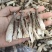 鹿茸菇小嫩仔，
