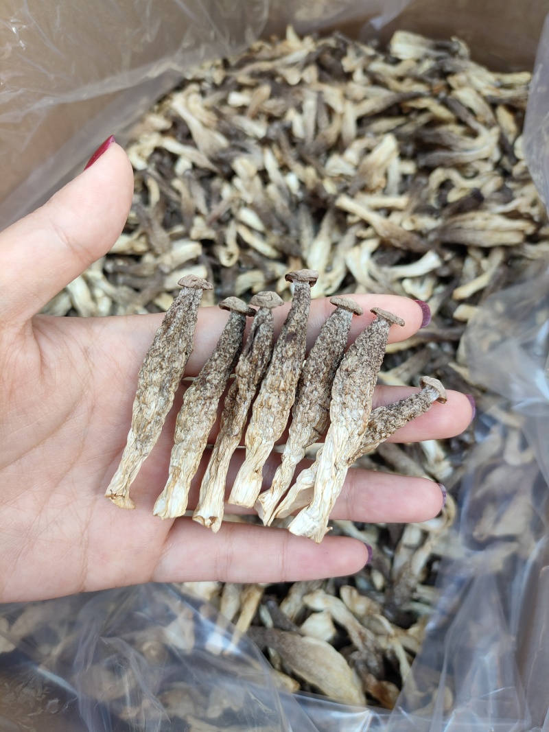 鹿茸菇小嫩仔，
