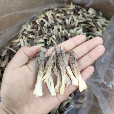 鹿茸菇小嫩仔，