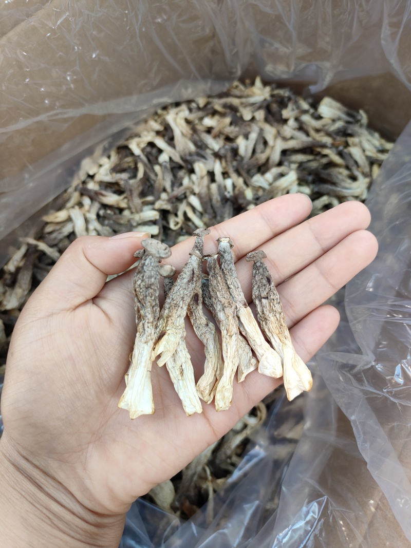 鹿茸菇小嫩仔，