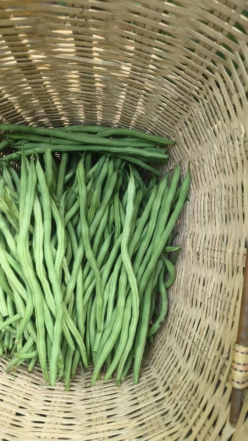 精品架豆王