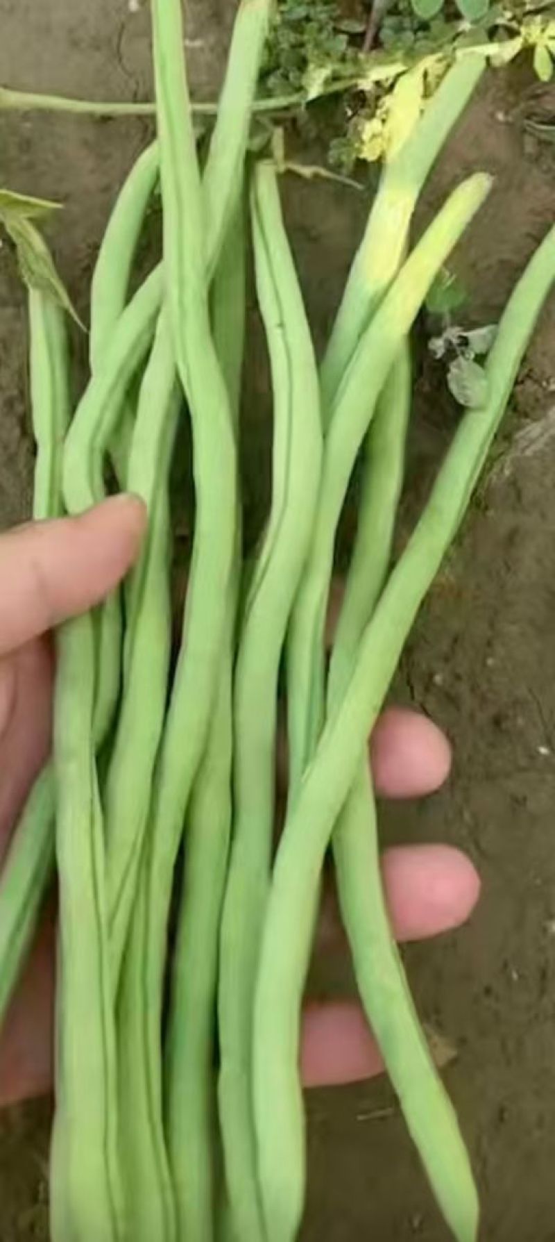 精品架豆王