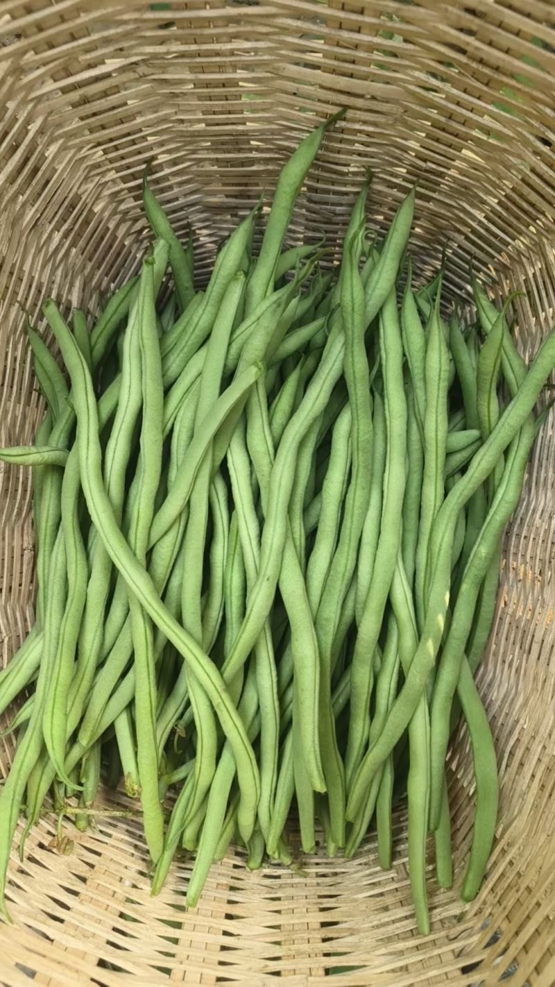 精品架豆王