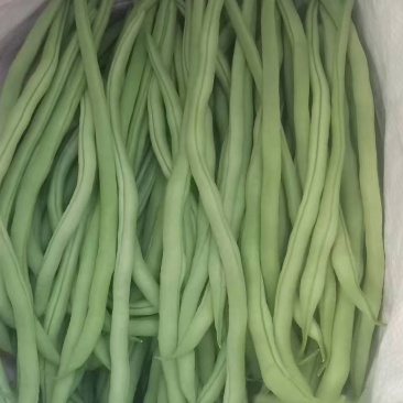 精品架豆王