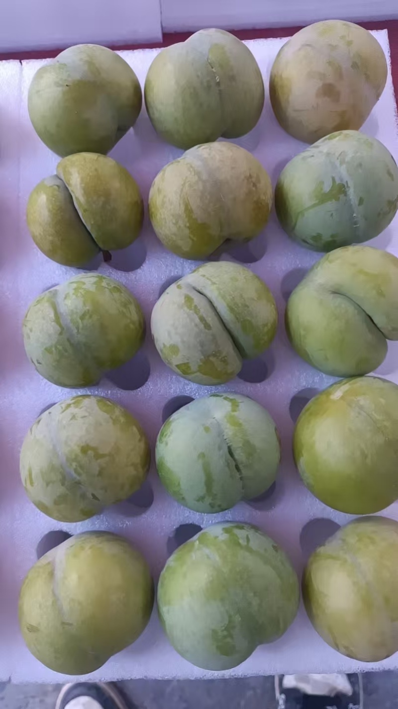 贵州六马蜂糖李