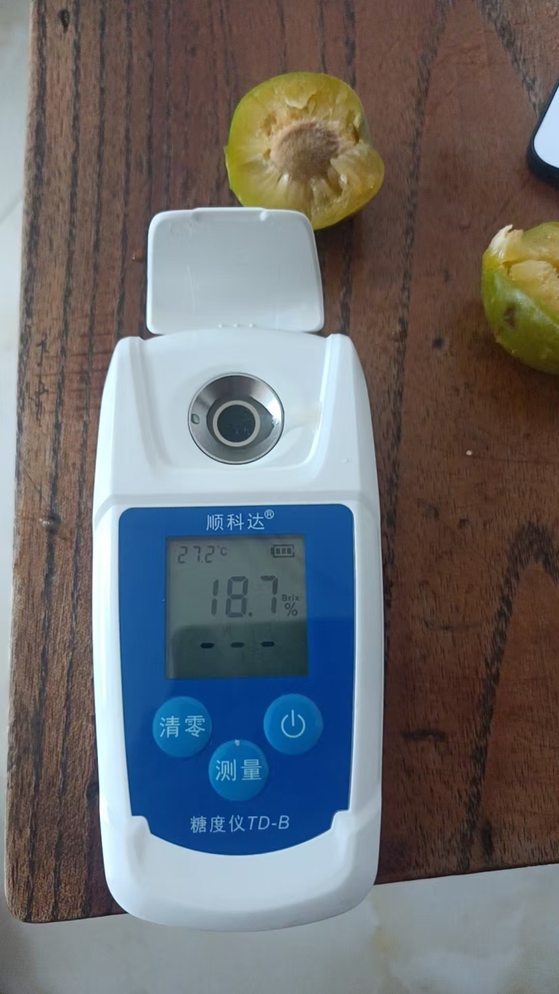 贵州六马蜂糖李