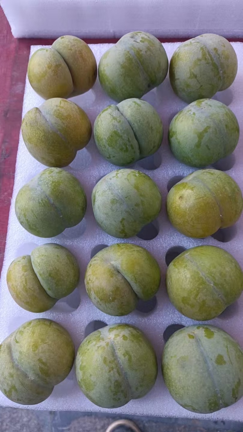 贵州六马蜂糖李
