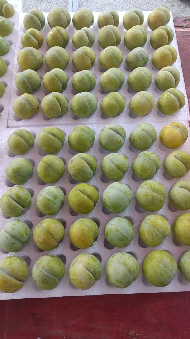 贵州六马蜂糖李