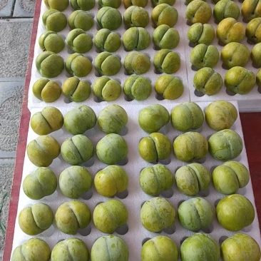 贵州六马蜂糖李