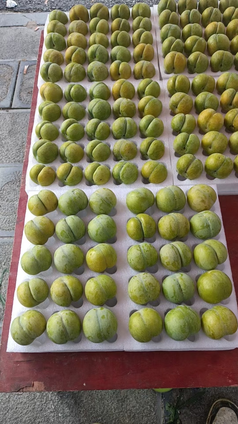 贵州六马蜂糖李