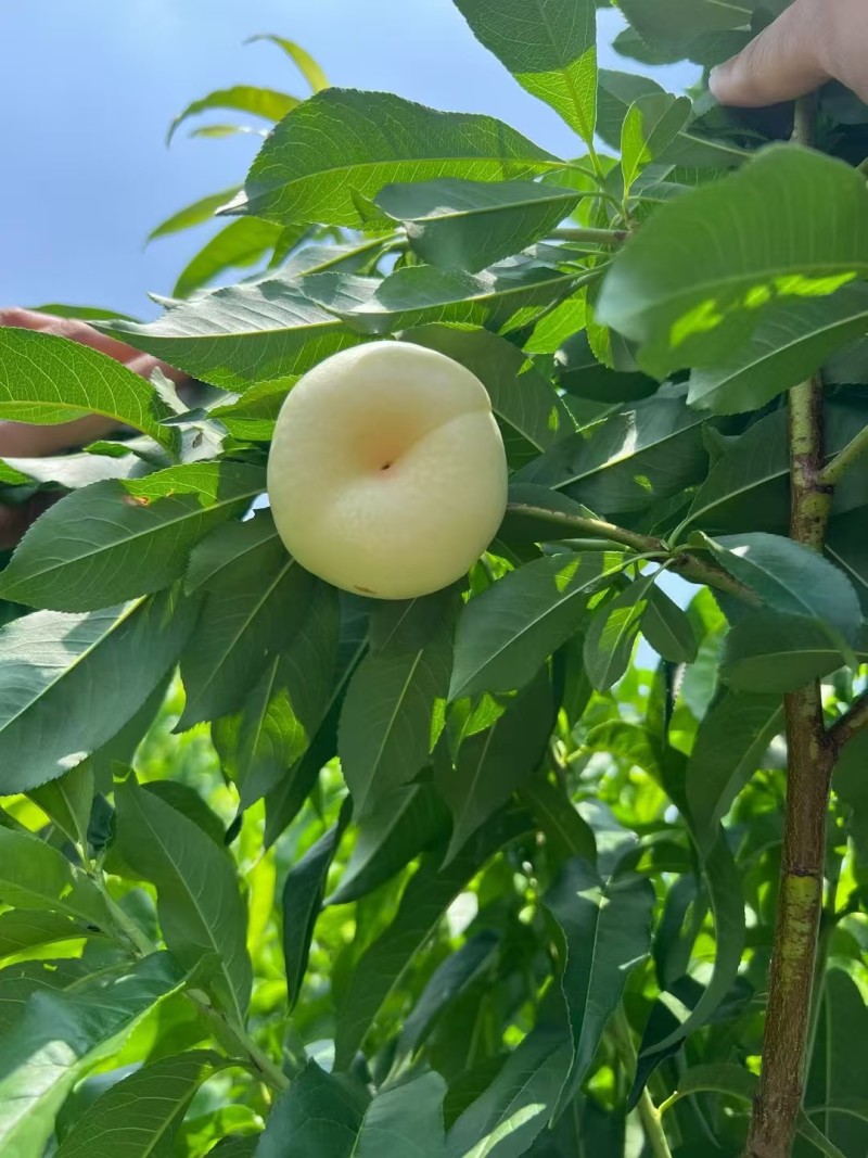 山野藏甜，桃香满枝🌿