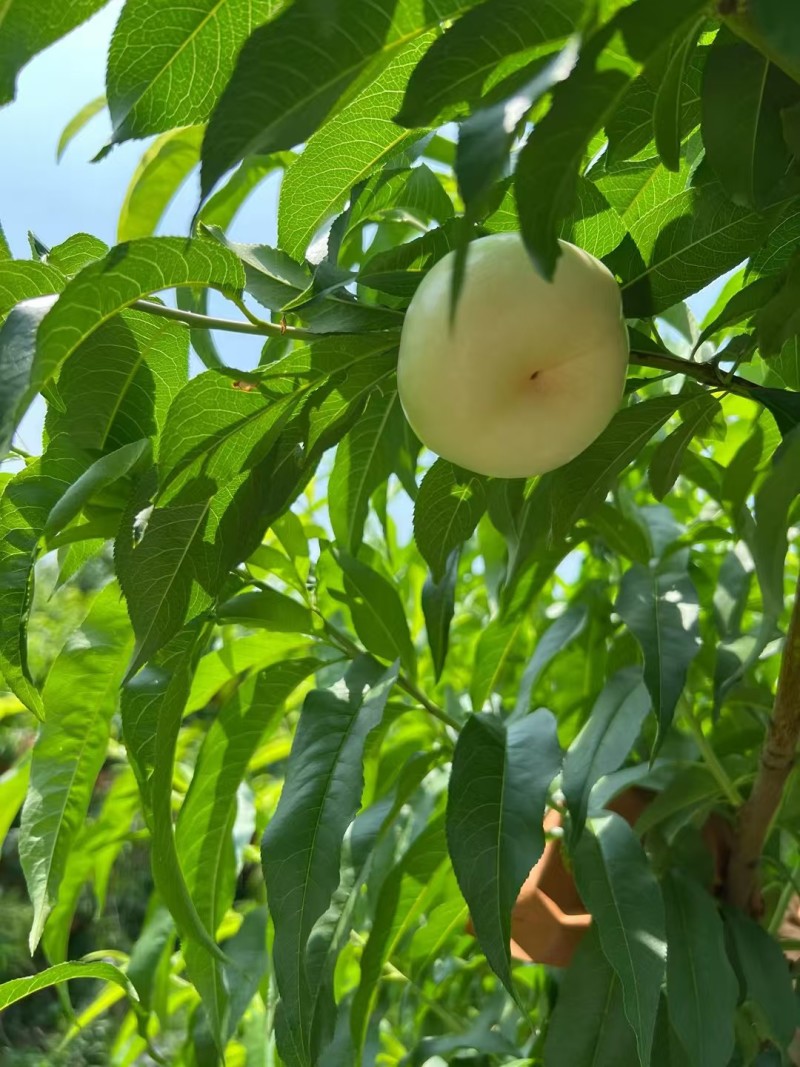 山野藏甜，桃香满枝🌿
